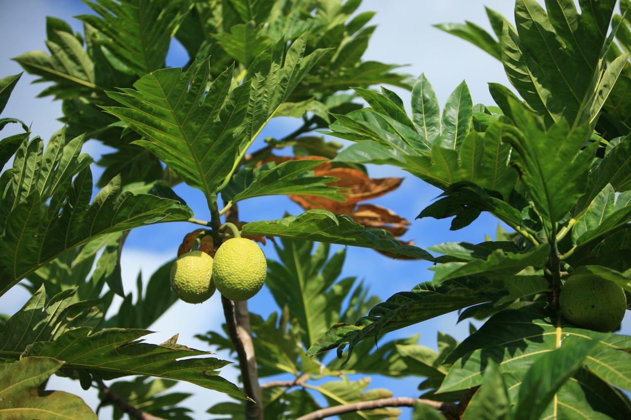 Kirpal Meditation And Ecological Center Pahoa Εξωτερικό φωτογραφία
